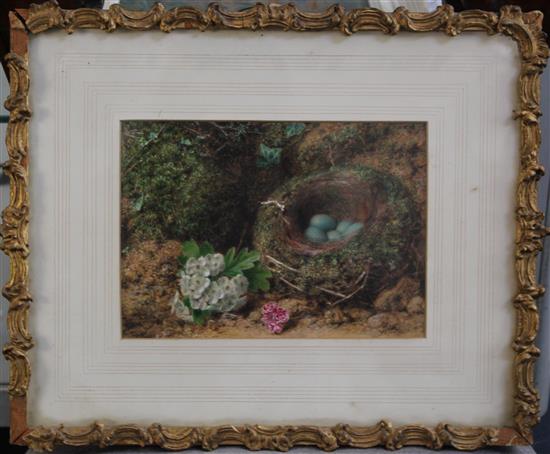 John Sherrin (1819-1896) Still life of apple blossom beside a birds nest, 6 x 8.5in.